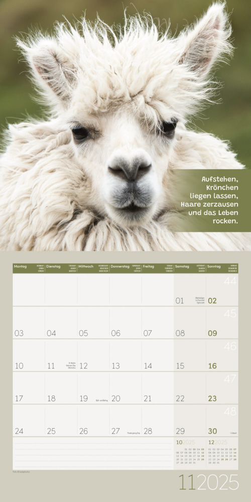 Bild: 9783838445274 | No Drama, Lama! Kalender 2025 - 30x30 | Ackermann Kunstverlag | 28 S.