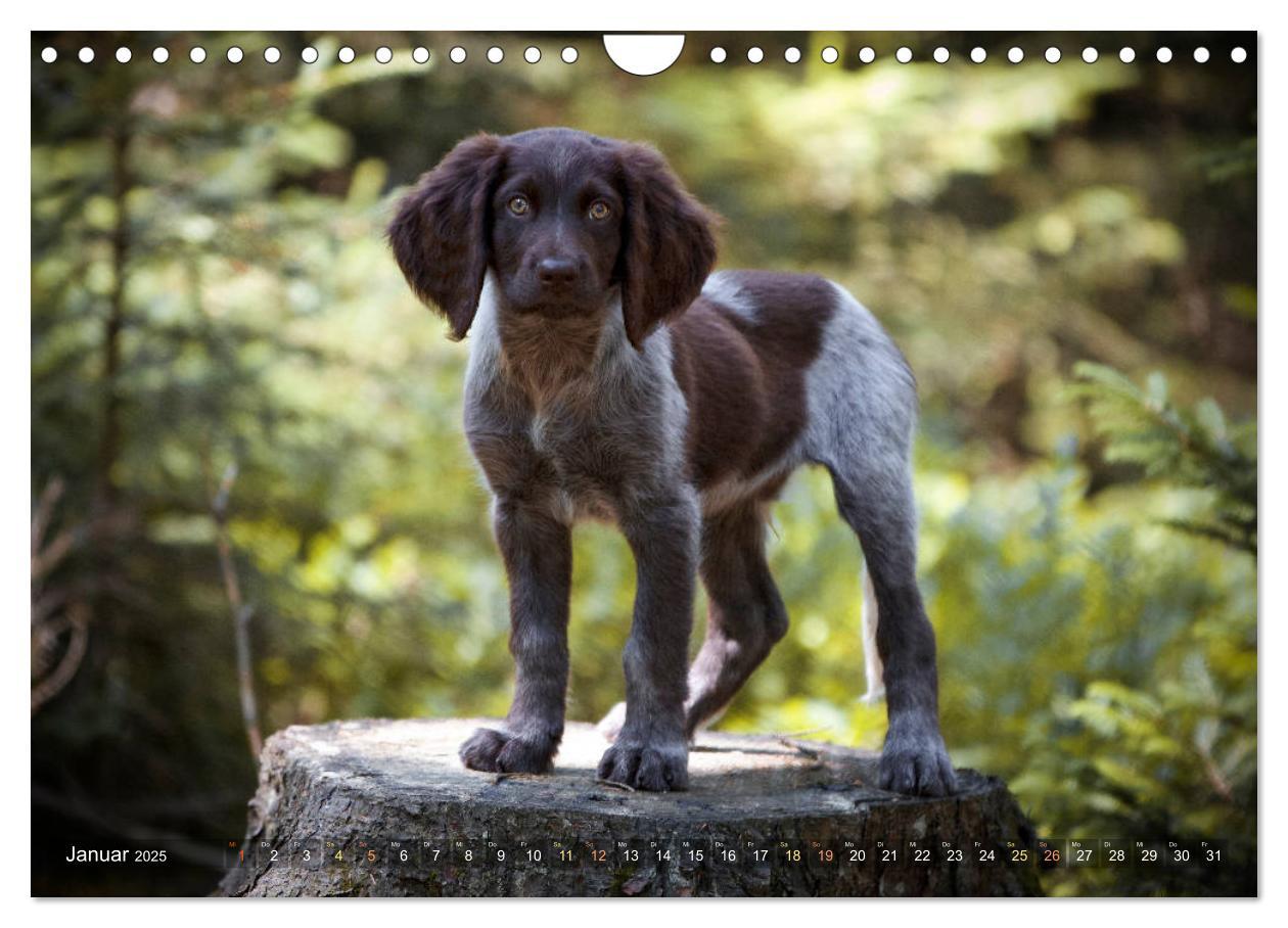 Bild: 9783435174546 | Faszination Jagdhund - Deutsch Langhaar (Wandkalender 2025 DIN A4...