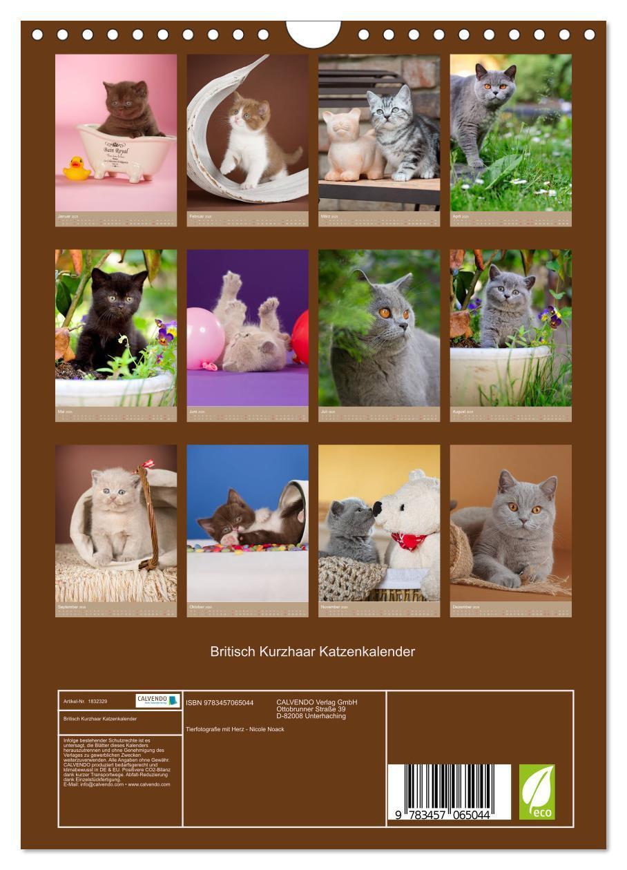 Bild: 9783457065044 | Britisch Kurzhaar Katzenkalender (Wandkalender 2025 DIN A4 hoch),...