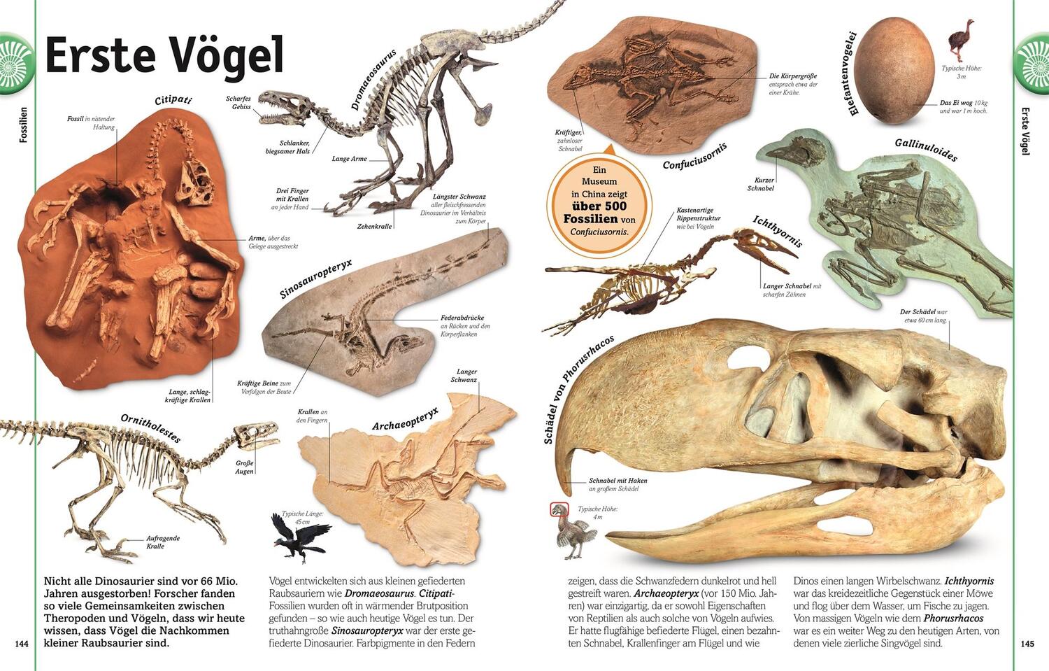 Bild: 9783831032136 | Steine | Minerale, Edelsteine und Fossilien in über 1000 Bildern