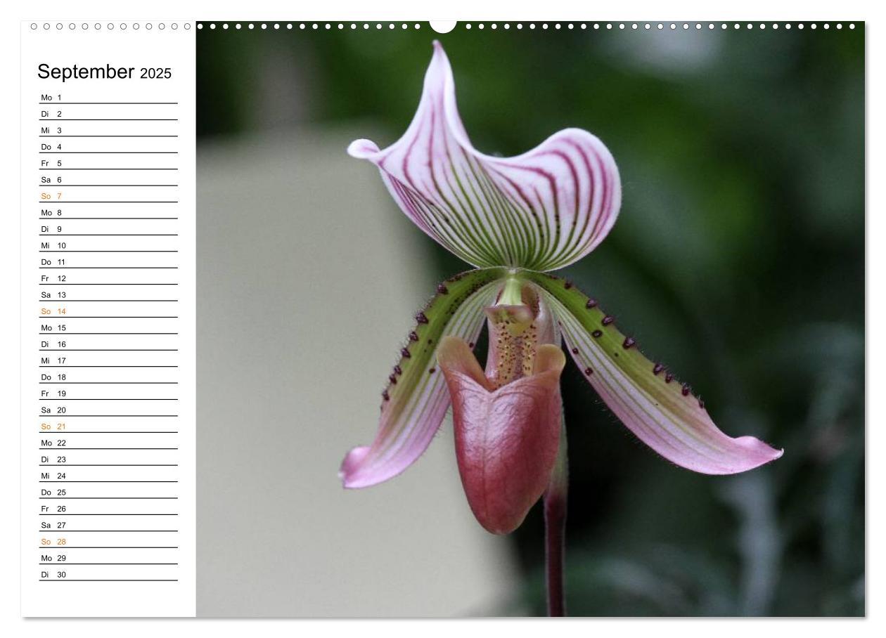 Bild: 9783435532391 | Prachtvolle Orchideen (Wandkalender 2025 DIN A2 quer), CALVENDO...