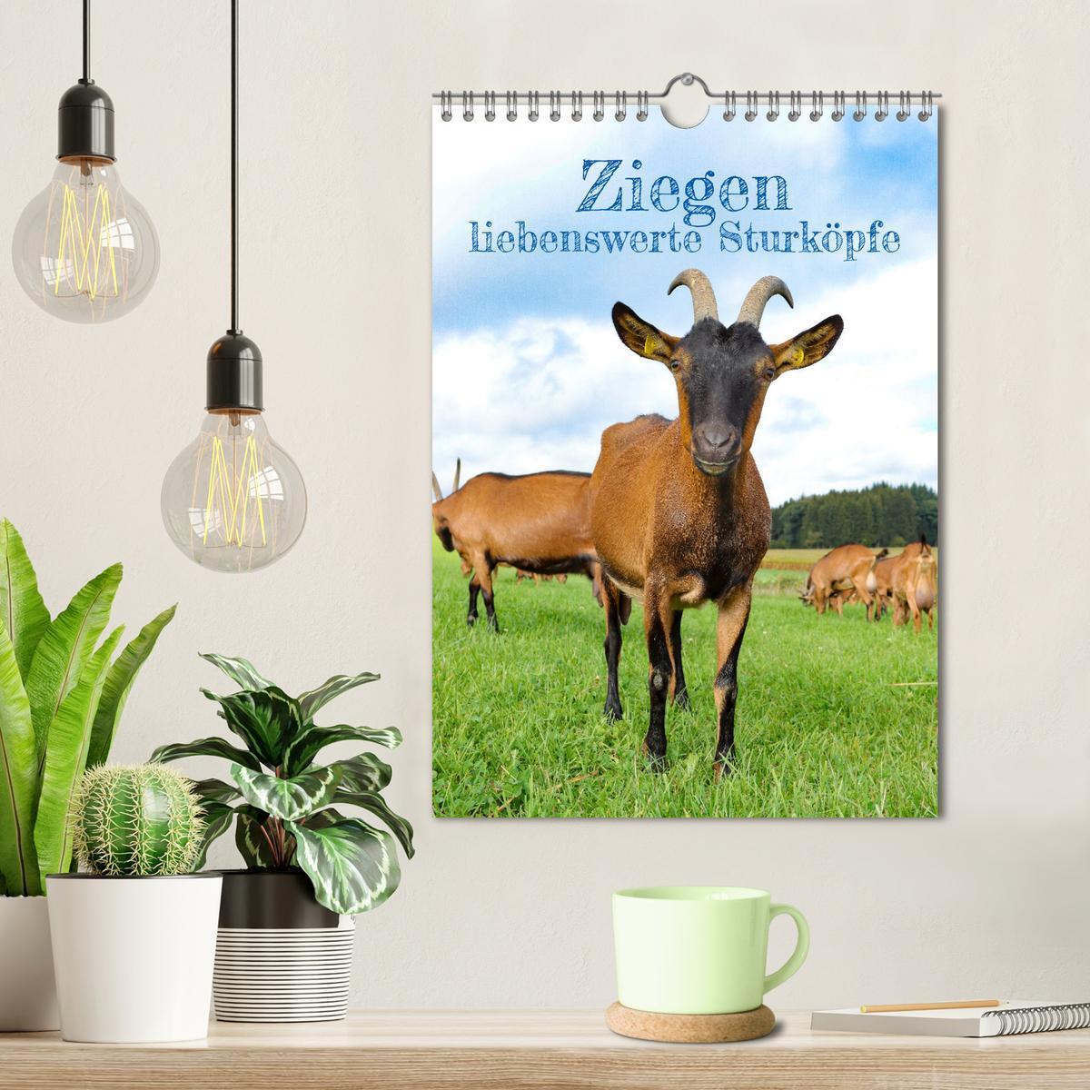 Bild: 9783435925506 | Ziegen - liebenswerte Sturköpfe (Wandkalender 2025 DIN A4 hoch),...