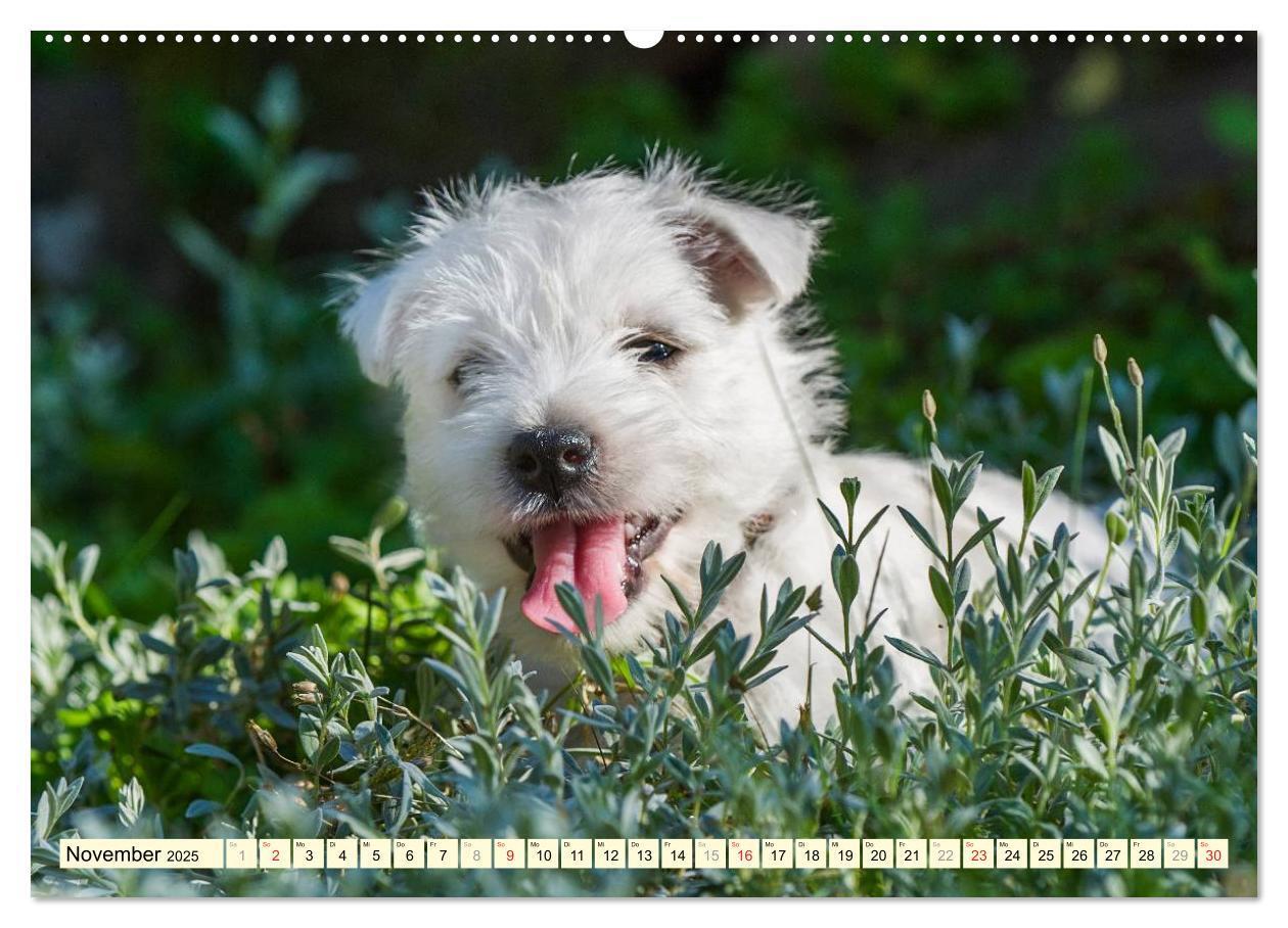 Bild: 9783435462186 | Kobold auf 4 Pfoten - West Highland White Terrier (Wandkalender...