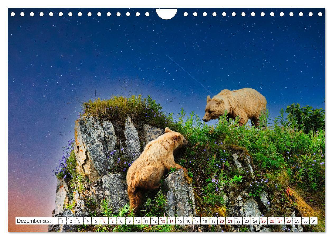 Bild: 9783383855955 | KANADA - Die Bären der Rocky Mountains (Wandkalender 2025 DIN A4...