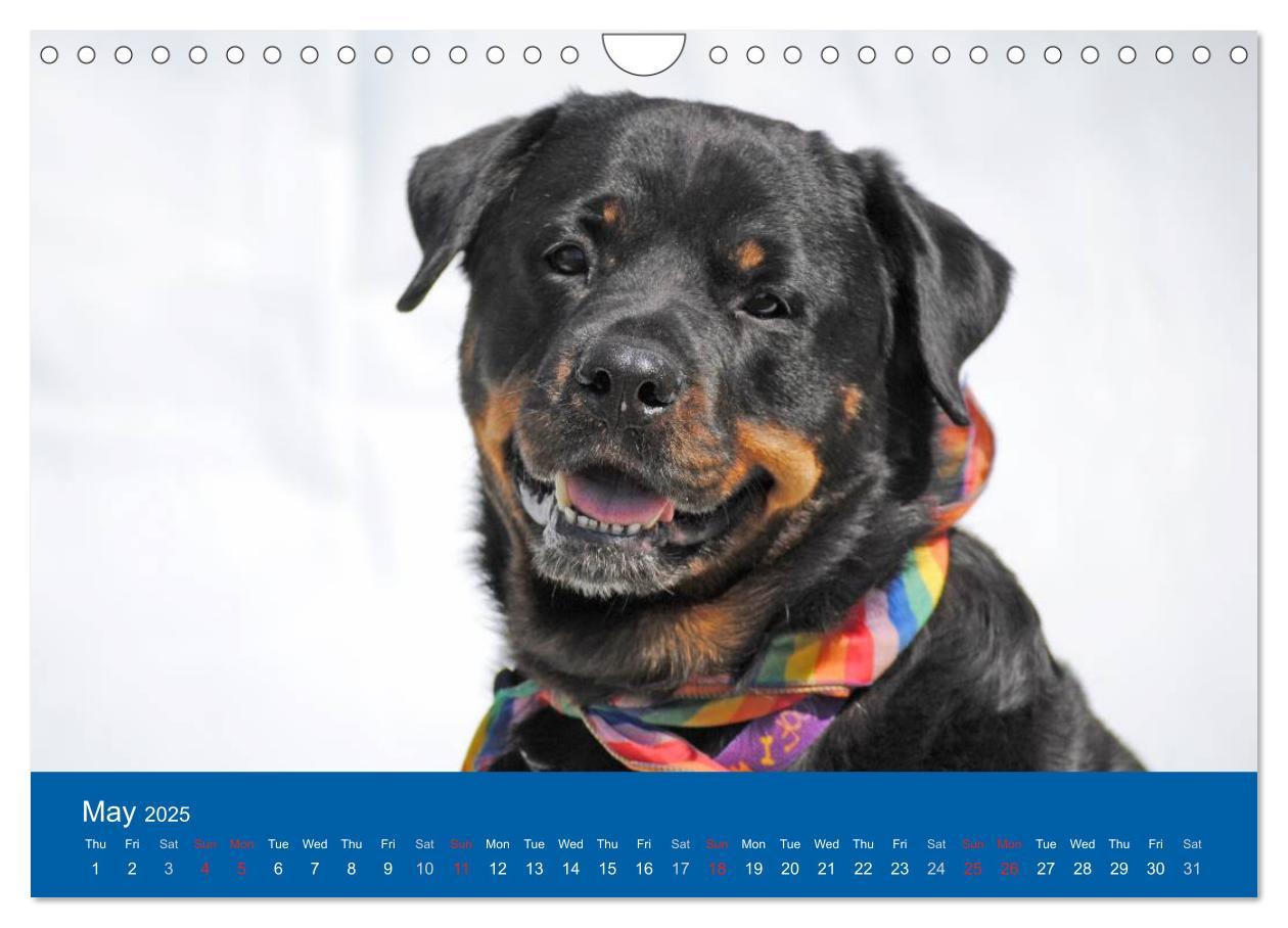 Bild: 9781325956425 | Rottweiler Portait Shots 2025 (Wall Calendar 2025 DIN A4...