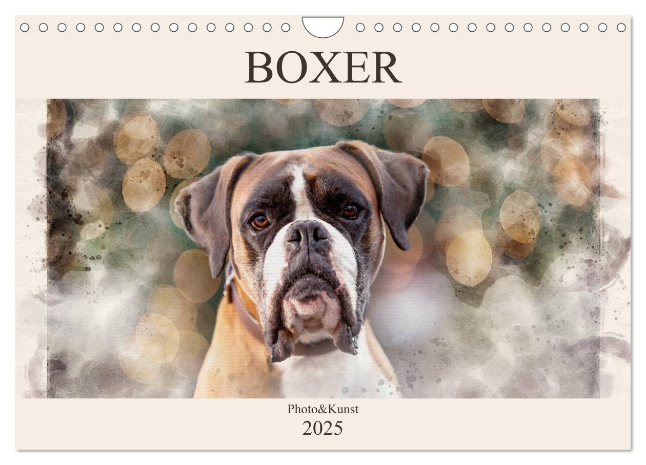 Cover: 9783435134700 | Boxer Photo&amp;Kunst (Wandkalender 2025 DIN A4 quer), CALVENDO...