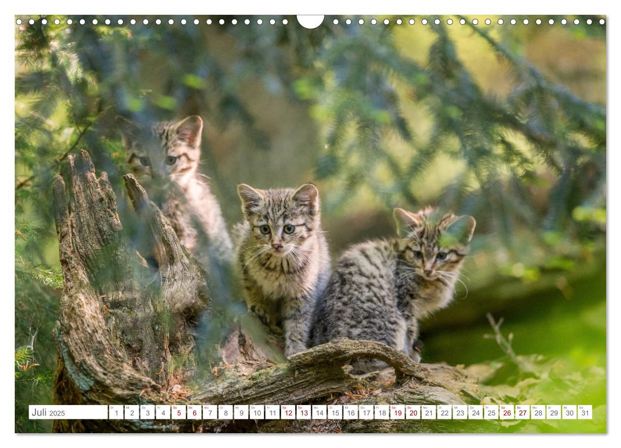 Bild: 9783435231089 | Wildkatzenbabys - wild und zuckersüß. (Wandkalender 2025 DIN A3...