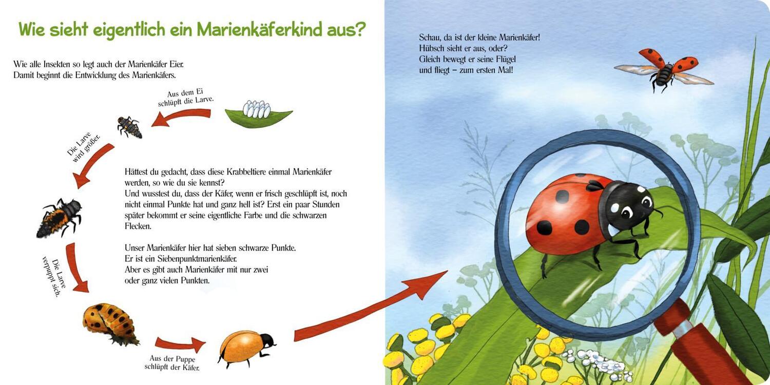 Bild: 9783551172792 | Pass gut auf den kleinen Marienkäfer auf | Kerstin M. Schuld | Buch