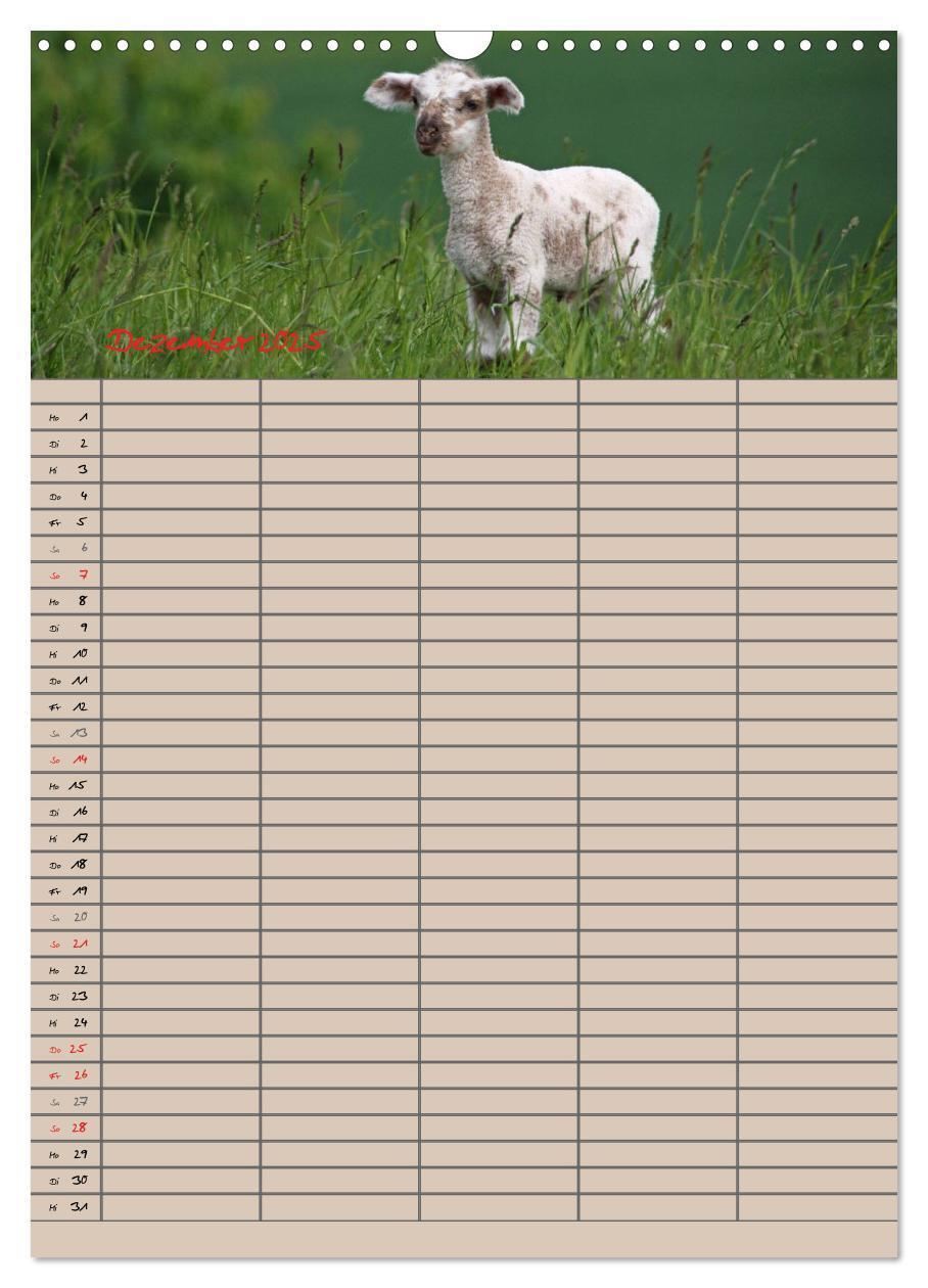 Bild: 9783457058329 | Der belämmerte Familienplaner (Wandkalender 2025 DIN A3 hoch),...