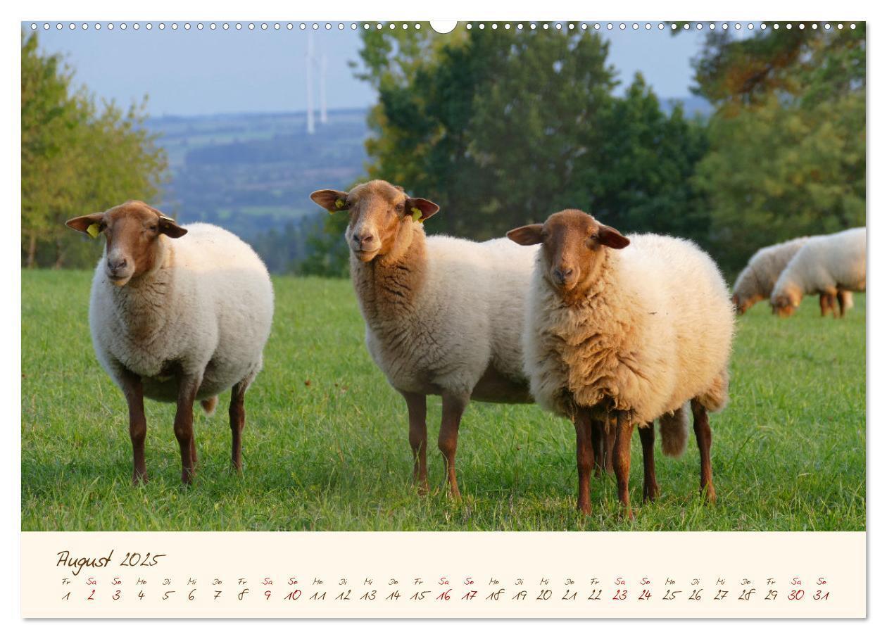 Bild: 9783435172405 | Coburger Fuchsschaf (Wandkalender 2025 DIN A2 quer), CALVENDO...