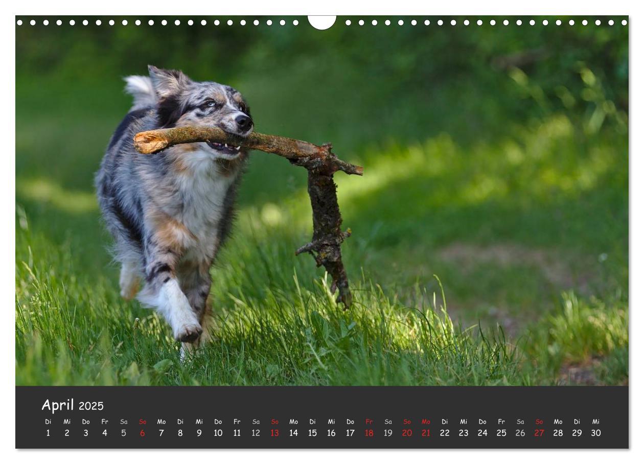 Bild: 9783435582327 | Australian Shepherd - Augenblicke (Wandkalender 2025 DIN A3 quer),...