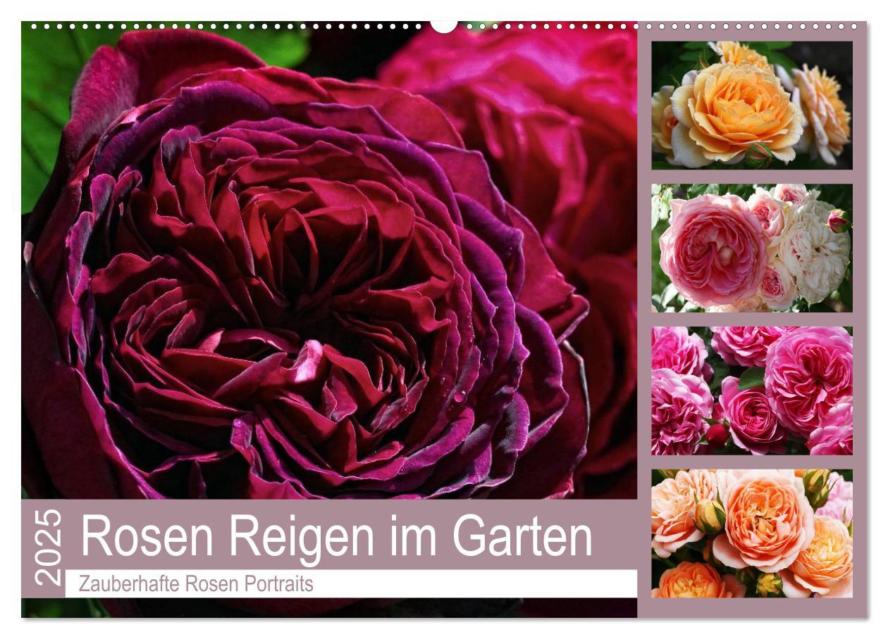 Cover: 9783435452743 | Rosen Reigen im Garten (Wandkalender 2025 DIN A2 quer), CALVENDO...