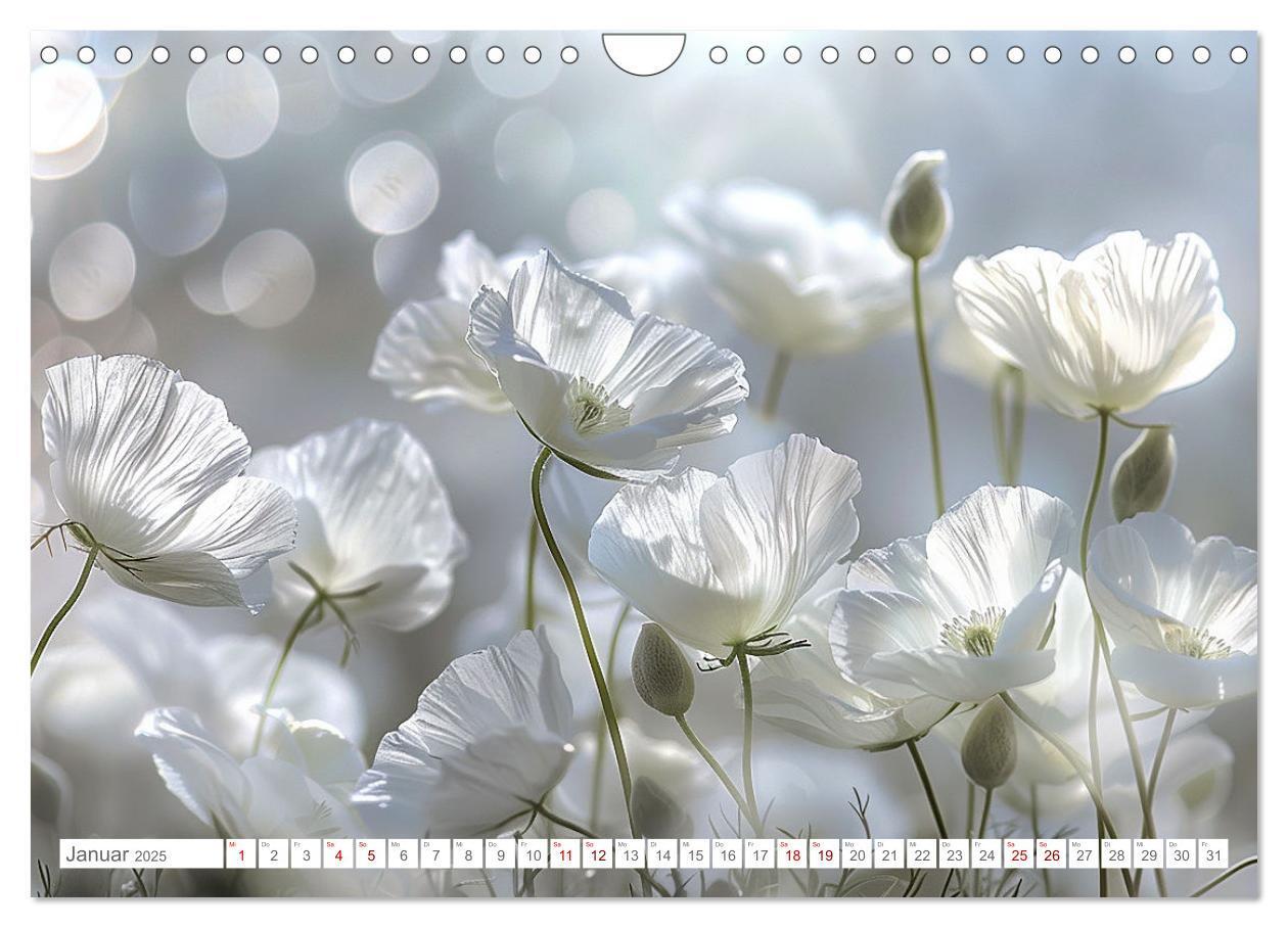 Bild: 9783383814549 | Bezaubernde Mohnblumen (Wandkalender 2025 DIN A4 quer), CALVENDO...