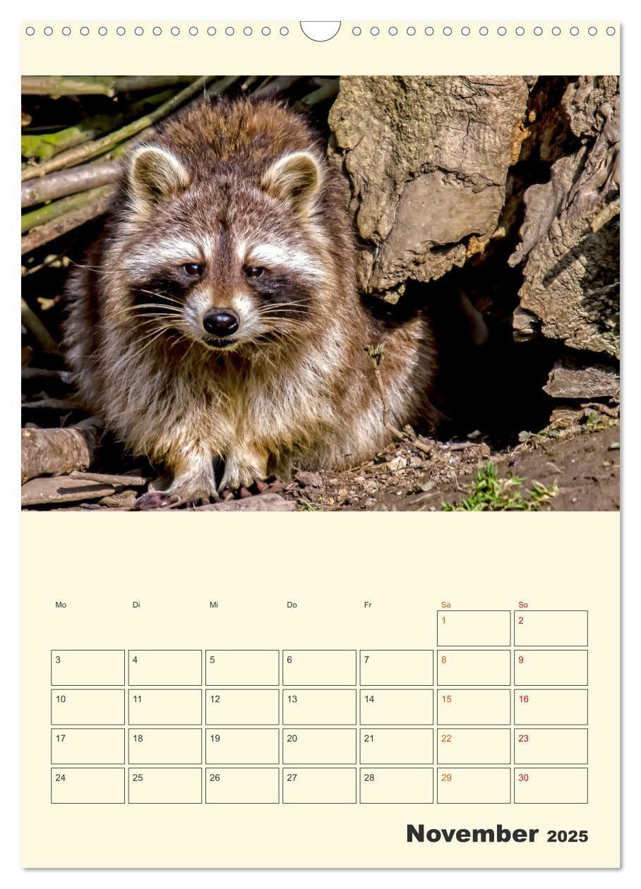 Bild: 9783435903504 | Drolliger Waschbär (Wandkalender 2025 DIN A3 hoch), CALVENDO...