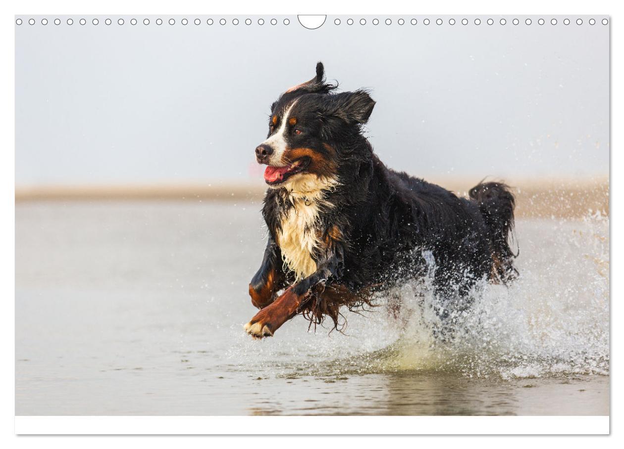 Bild: 9783435659418 | Liebling BERNER SENNENHUND (Wandkalender 2025 DIN A3 quer),...