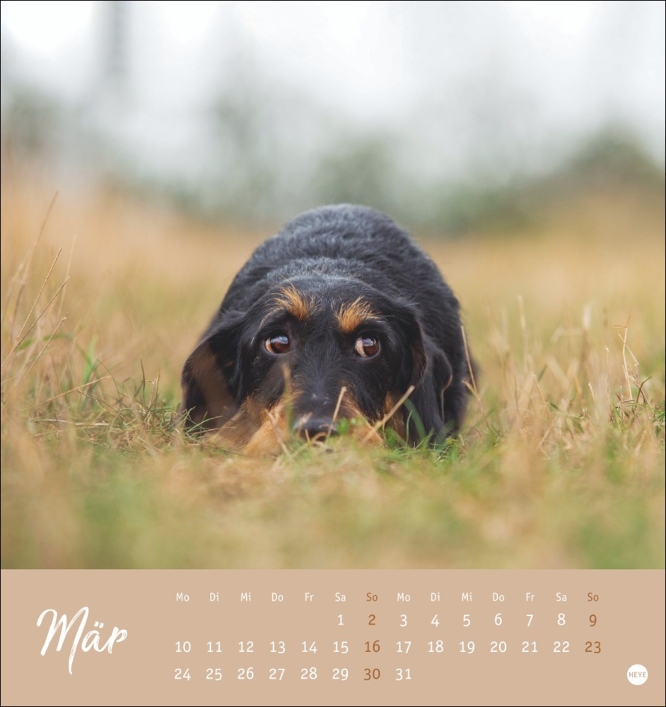 Bild: 9783756407156 | Dackel Postkartenkalender 2025 | Kalender | Spiralbindung | 13 S.