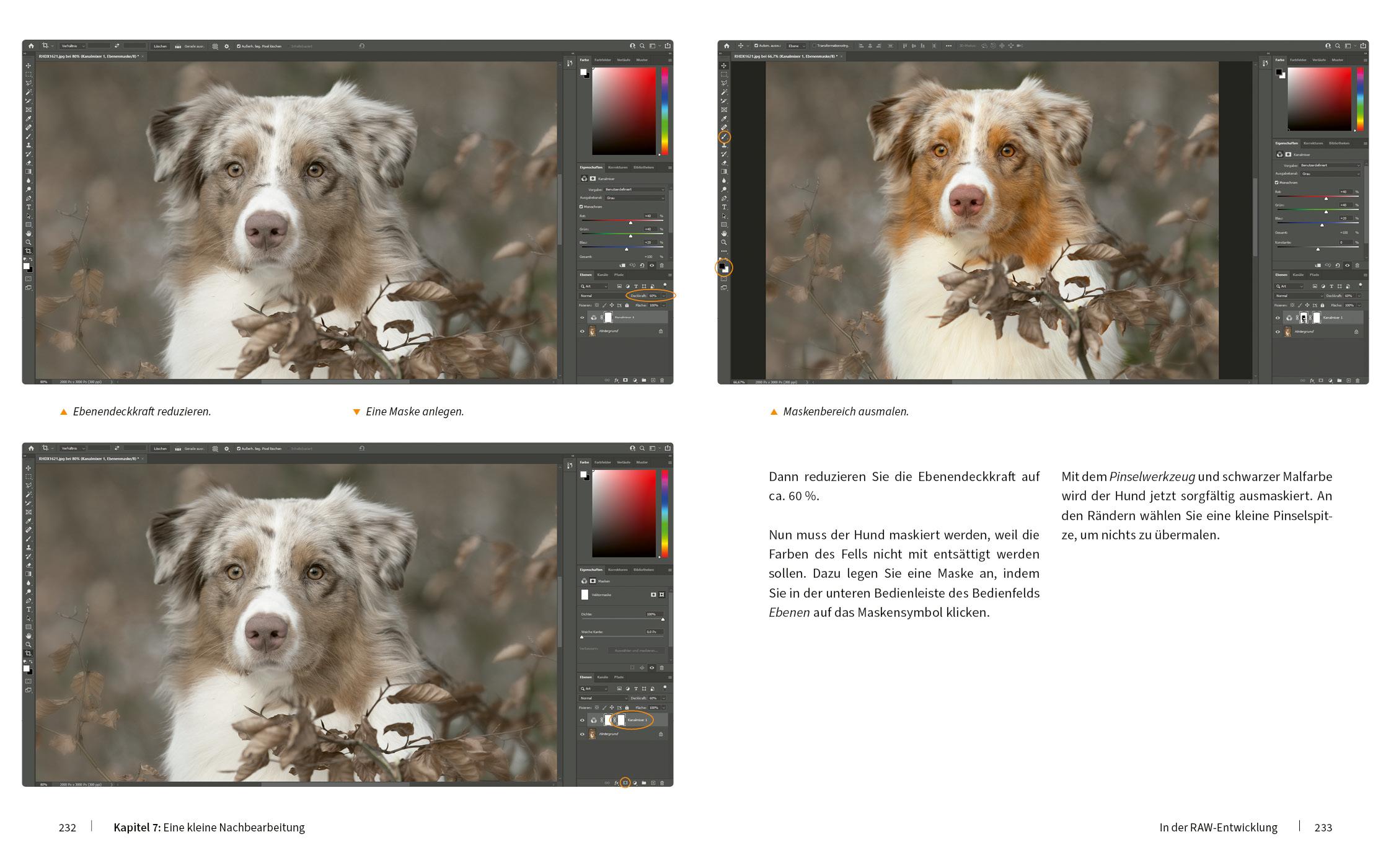 Bild: 9783832804909 | Hunde fotografieren - Kreative Bilder mit "Wau-Effekt" | Heuser Regine