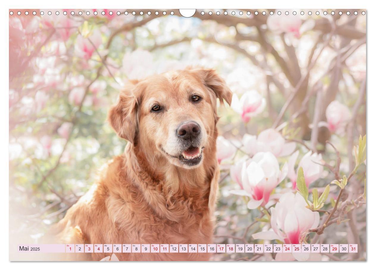 Bild: 9783435178087 | Golden Retriever Hailey Fotokalender (Wandkalender 2025 DIN A3...