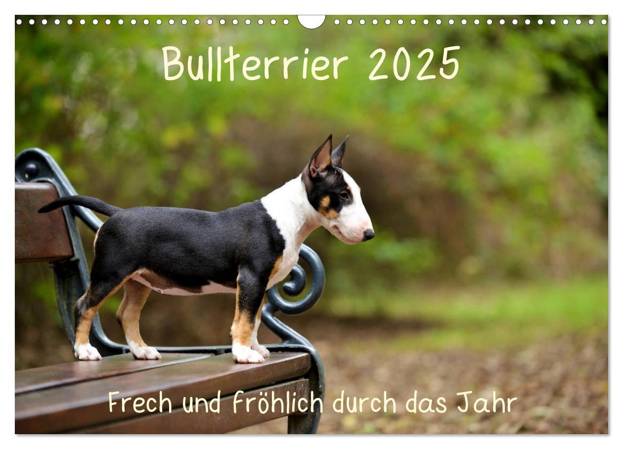 Cover: 9783435341122 | Bullterrier 2025 Frech und fröhlich durch das Jahr (Wandkalender...