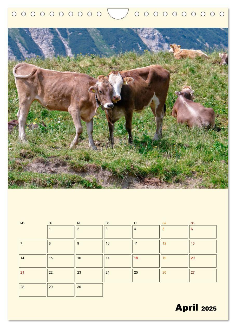 Bild: 9783435904358 | Glückliche Bergkühe (Wandkalender 2025 DIN A4 hoch), CALVENDO...