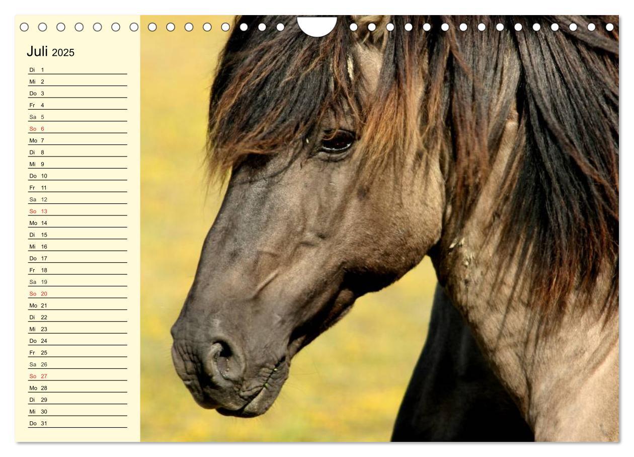 Bild: 9783435652198 | Ponys. Herzensbrecher mit Grips (Wandkalender 2025 DIN A4 quer),...