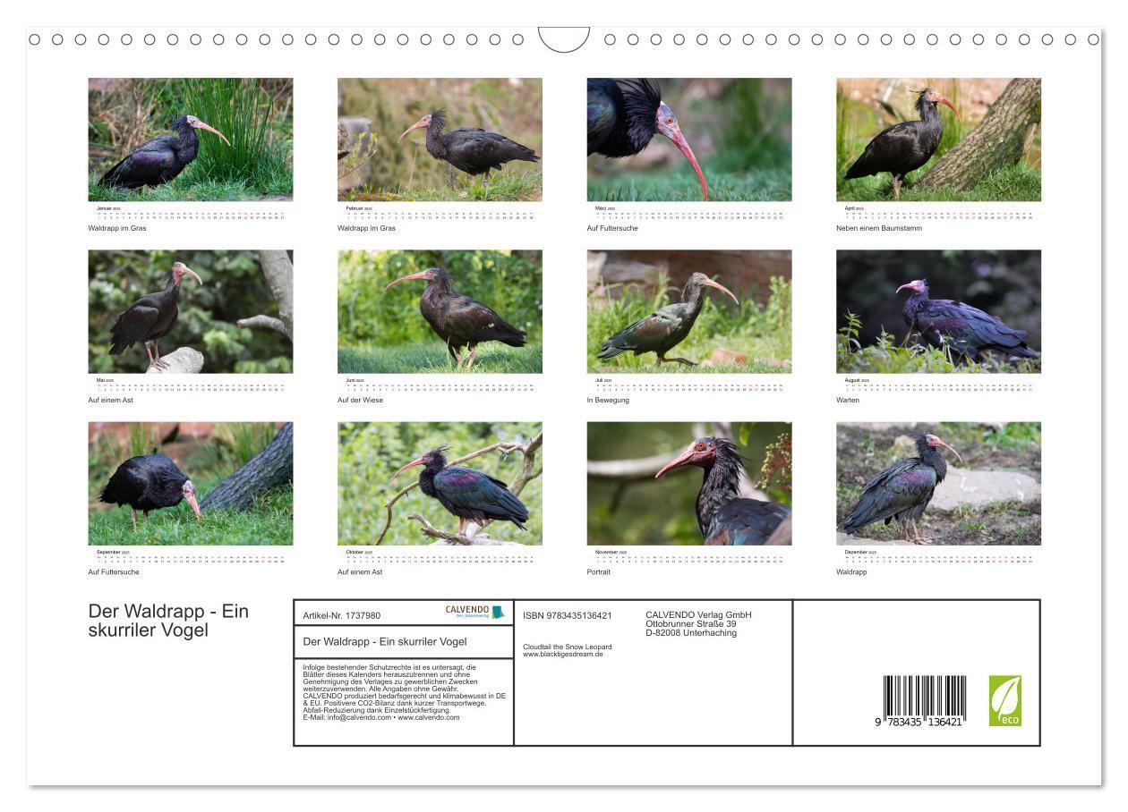 Bild: 9783435136421 | Der Waldrapp - Ein skurriler Vogel (Wandkalender 2025 DIN A3 quer),...