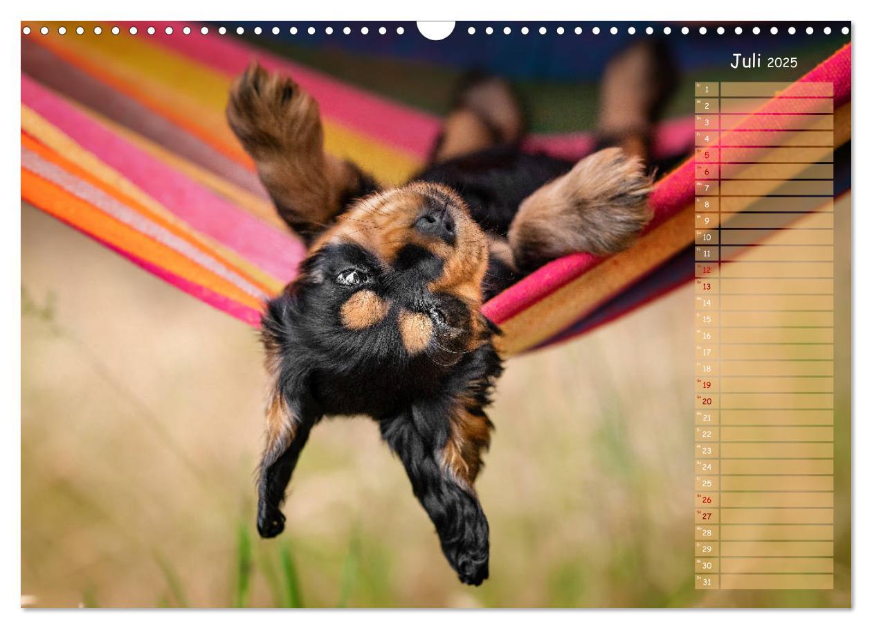 Bild: 9783435119509 | English Cocker Spaniel Welpen (Wandkalender 2025 DIN A3 quer),...