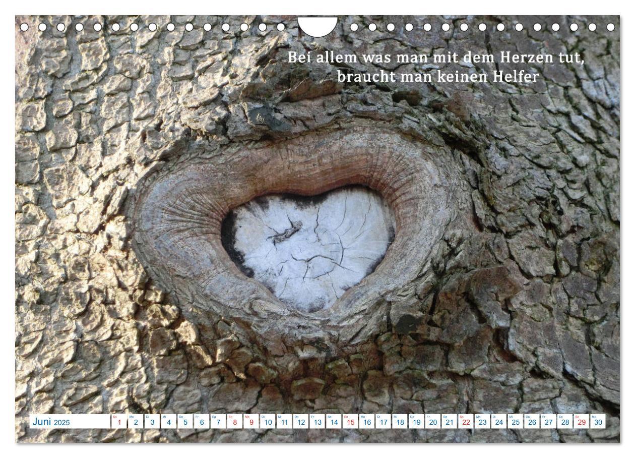 Bild: 9783435122271 | Kraftquelle Natur (Wandkalender 2025 DIN A4 quer), CALVENDO...