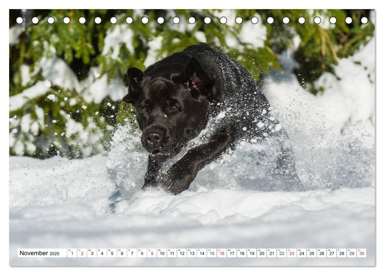 Bild: 9783435563982 | Labrador Retriever - Freunde für´s Leben (Tischkalender 2025 DIN A5...