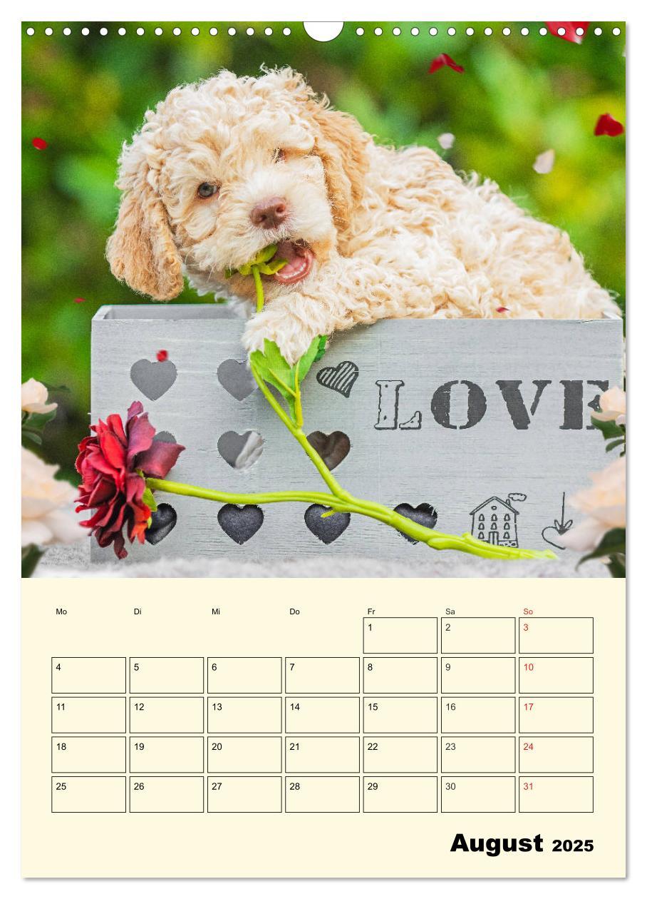 Bild: 9783435952236 | Jahresplaner Lagotto Romagnolo Welpen (Wandkalender 2025 DIN A3...