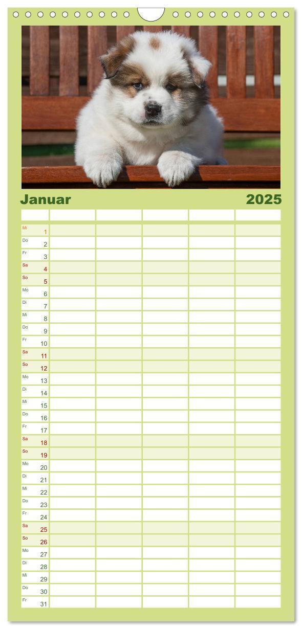 Bild: 9783457119259 | Familienplaner 2025 - Welpen 2025 mit 5 Spalten (Wandkalender, 21 x...