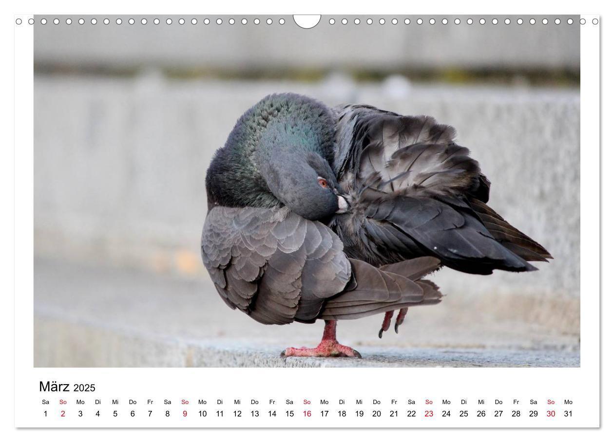 Bild: 9783435756278 | Geliebte Tauben (Wandkalender 2025 DIN A3 quer), CALVENDO...