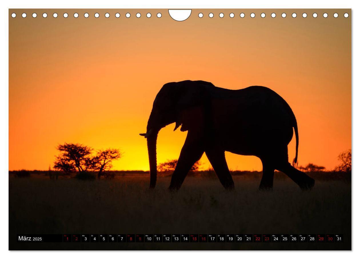 Bild: 9783435452514 | Faszination Botswana (Wandkalender 2025 DIN A4 quer), CALVENDO...