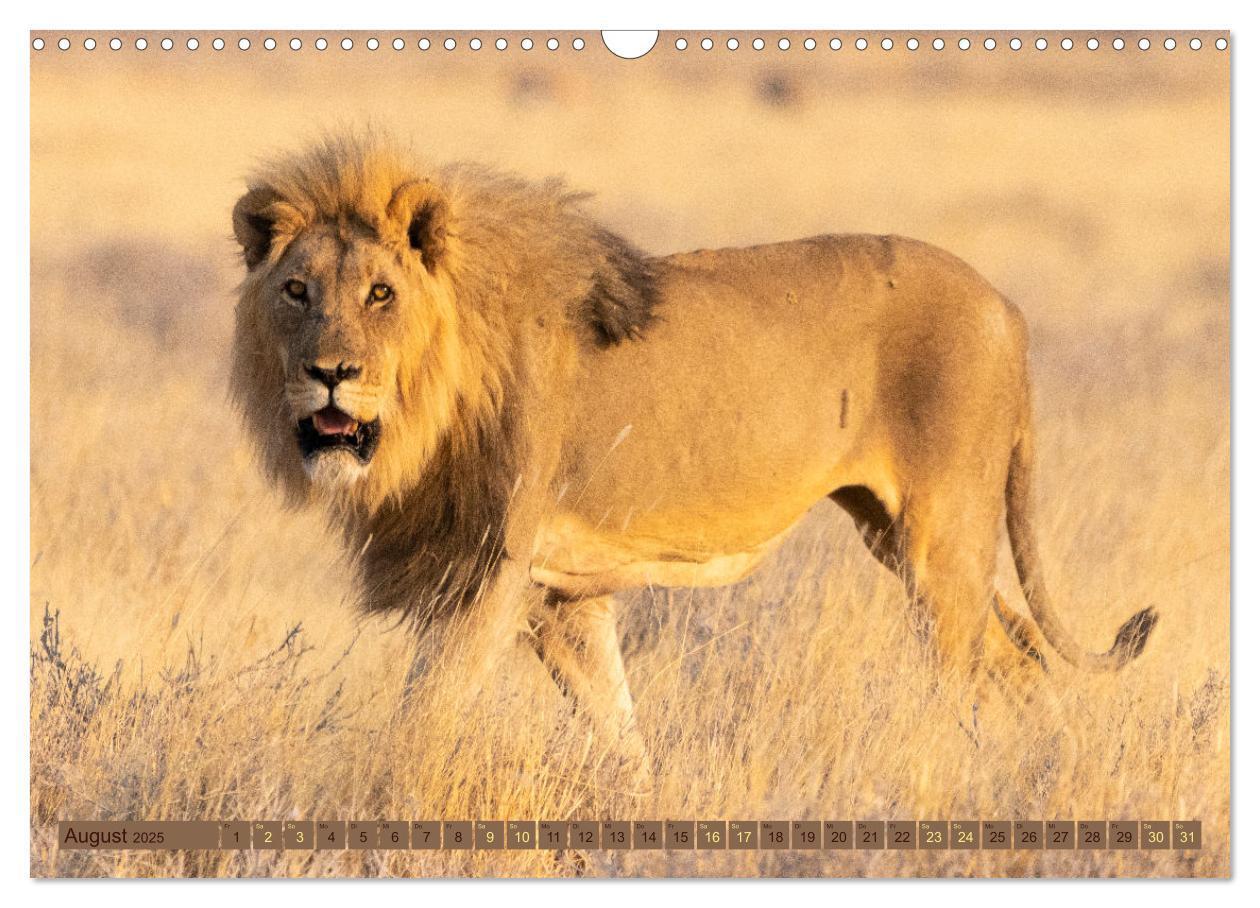 Bild: 9783383861574 | Wildlife Namibia - Etosha und Kalahari (Wandkalender 2025 DIN A3...