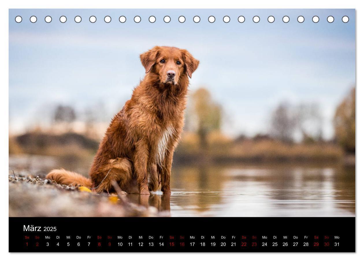 Bild: 9783435383771 | Toller - Nova Scotia Duck Tolling Retriever (Tischkalender 2025 DIN...