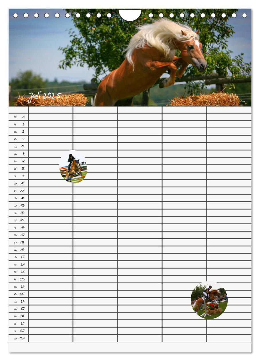 Bild: 9783457014851 | Haflinger Pferde - Stall- und Familienplaner 2025 (Wandkalender...