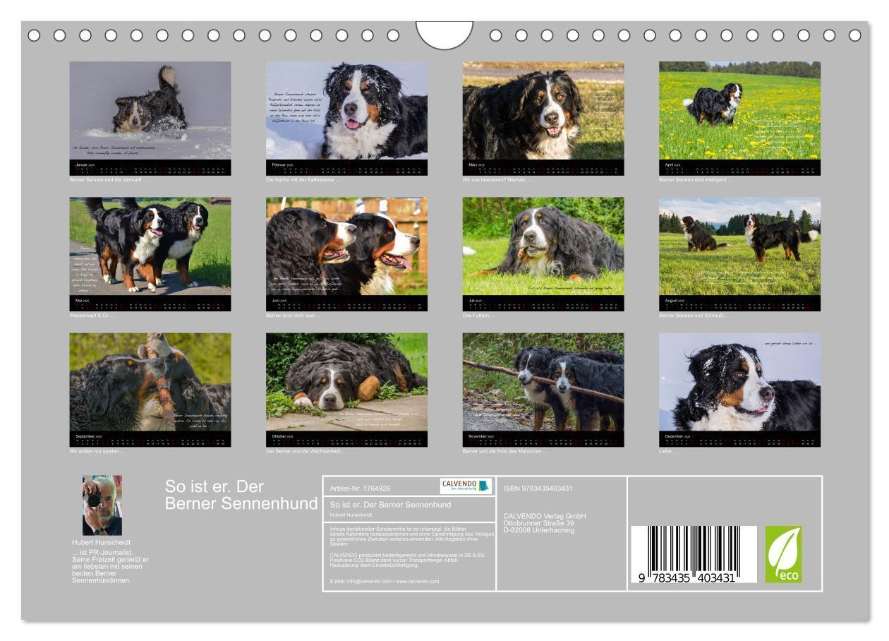 Bild: 9783435403431 | So ist er. Der Berner Sennenhund (Wandkalender 2025 DIN A4 quer),...