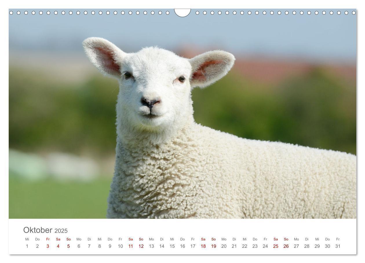 Bild: 9783435052370 | Lämmer auf dem Deich (Wandkalender 2025 DIN A3 quer), CALVENDO...