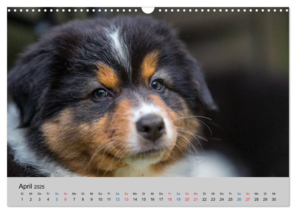 Bild: 9783435151035 | Australian Shepherd Welpen 2025 (Wandkalender 2025 DIN A3 quer),...