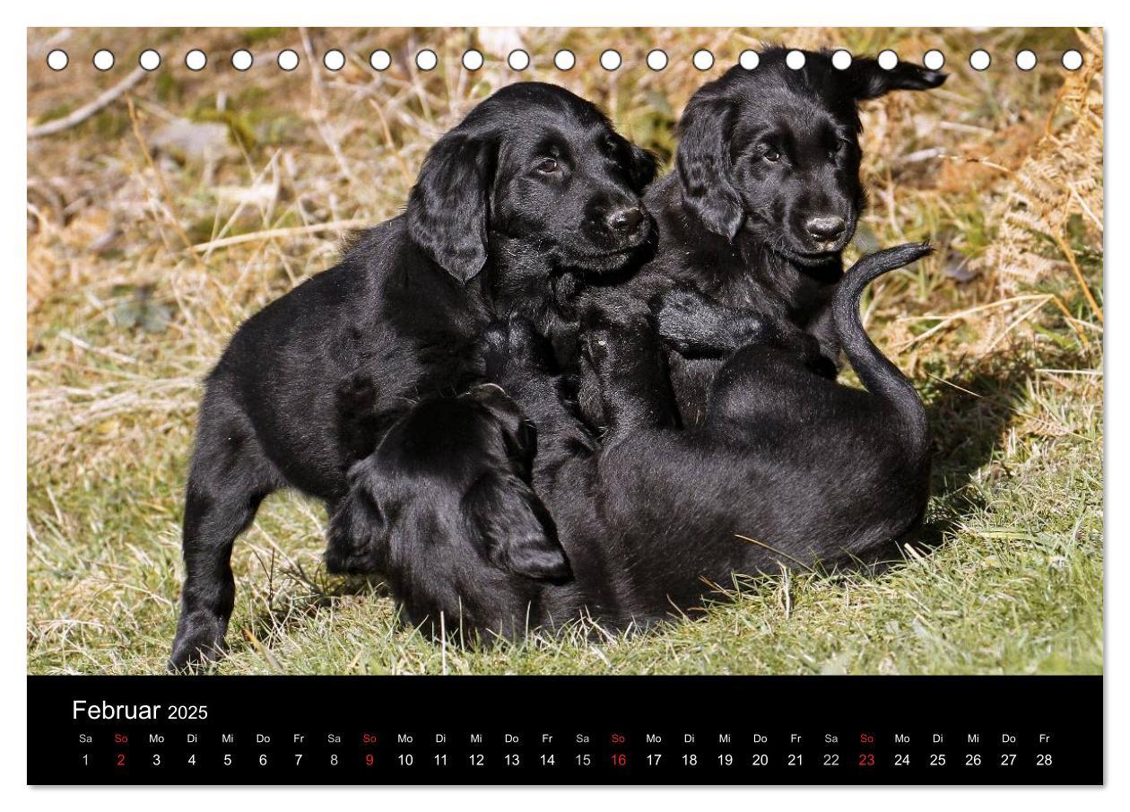 Bild: 9783435722136 | Flatcoated Retriever (Tischkalender 2025 DIN A5 quer), CALVENDO...