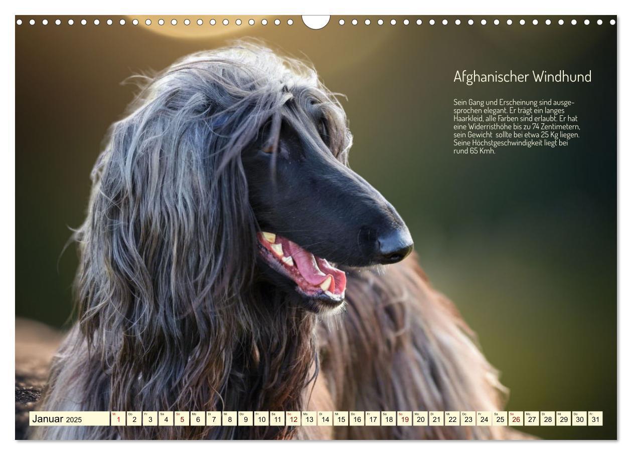 Bild: 9783457162095 | Windhunde im Portrait (Wandkalender 2025 DIN A3 quer), CALVENDO...