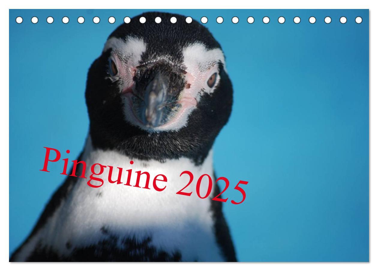 Cover: 9783435789092 | Pinguine 2025 (Tischkalender 2025 DIN A5 quer), CALVENDO...