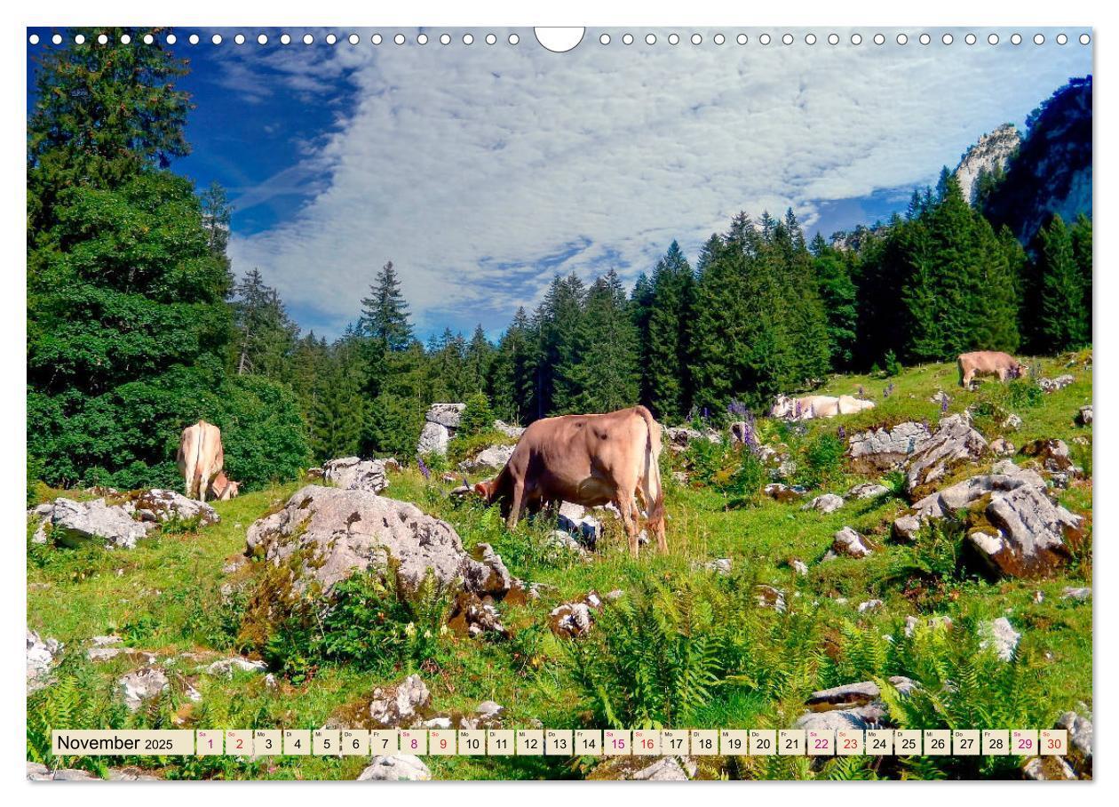 Bild: 9783435119226 | Berg-Kühe, Natur pur - unser schönster Urlaub (Wandkalender 2025...