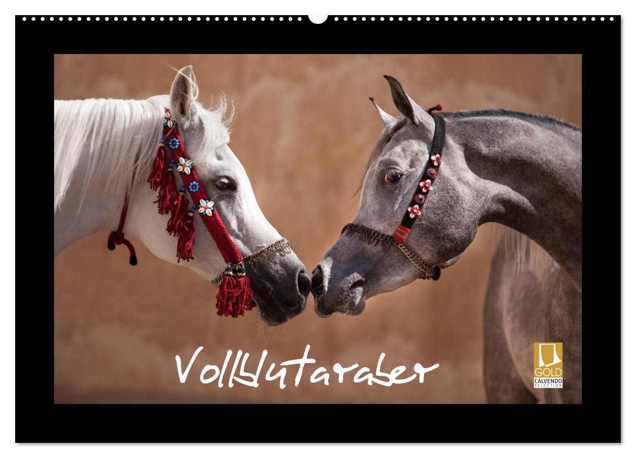 Cover: 9783435788941 | Vollblutaraber (Wandkalender 2025 DIN A2 quer), CALVENDO...