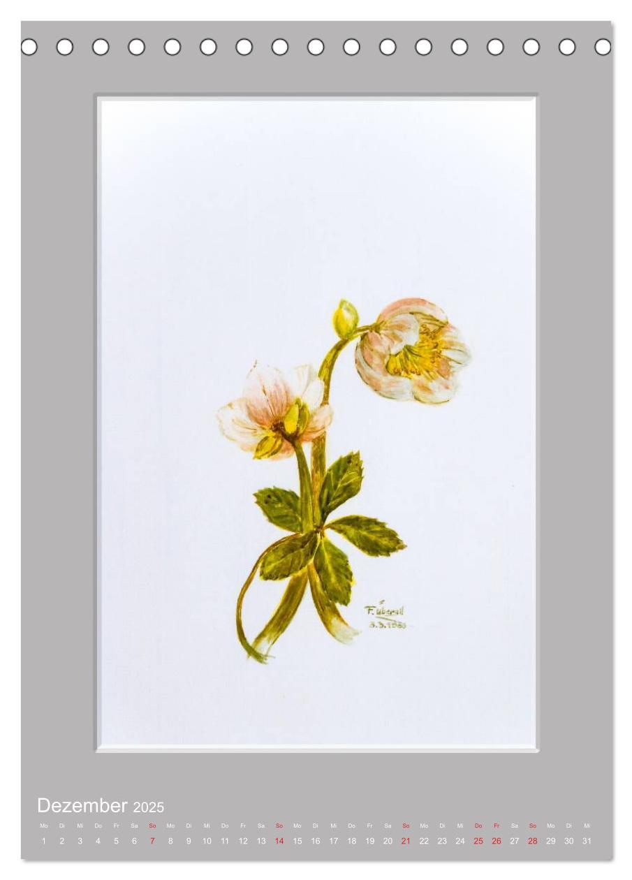 Bild: 9783457008317 | Alpenblumen Aquarelle aus Tirol (Tischkalender 2025 DIN A5 hoch),...