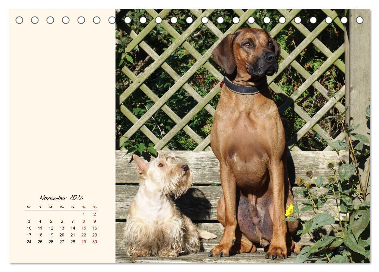 Bild: 9783435339372 | Scottish Terrier - Charmantes Rauhbein (Tischkalender 2025 DIN A5...