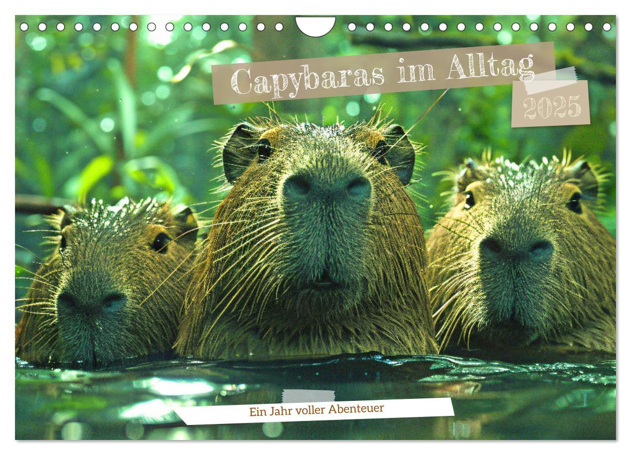 Cover: 9783457163931 | Capybaras im Alltag - Ein Jahr voller Abenteuer (Wandkalender 2025...