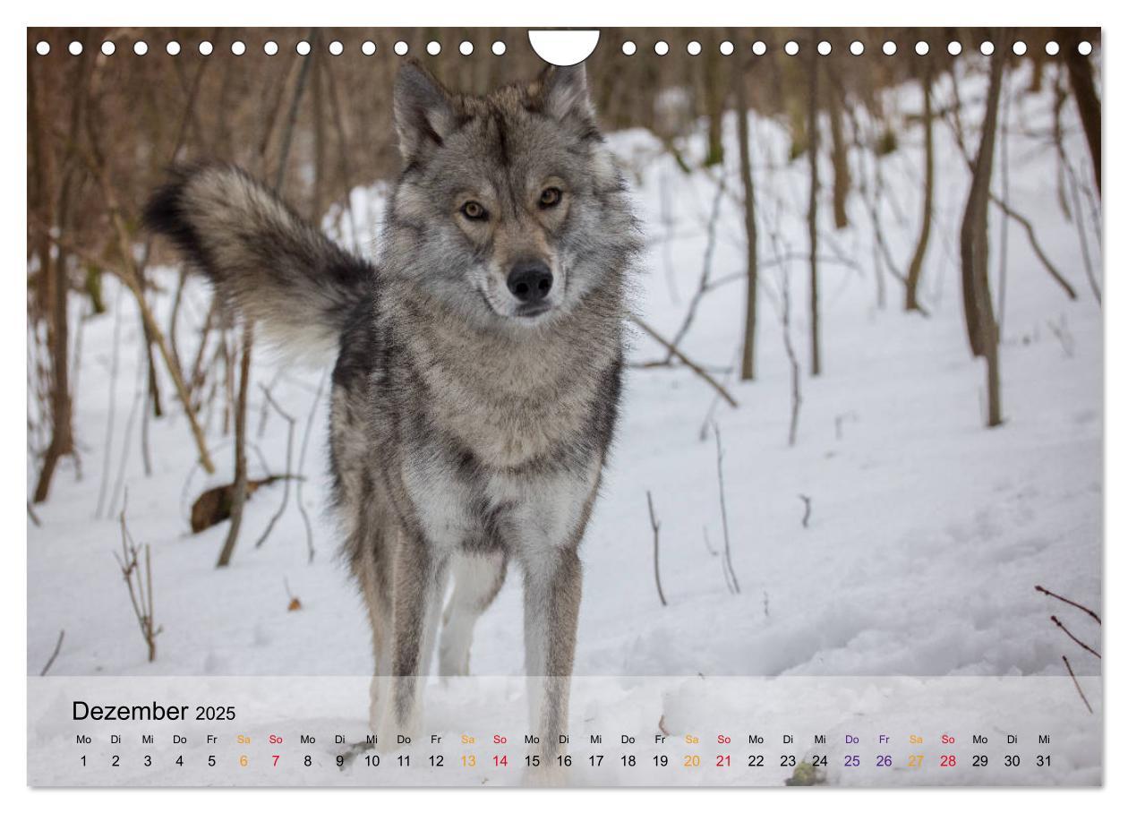 Bild: 9783435422081 | Wolfshunde 2025 (Wandkalender 2025 DIN A4 quer), CALVENDO...