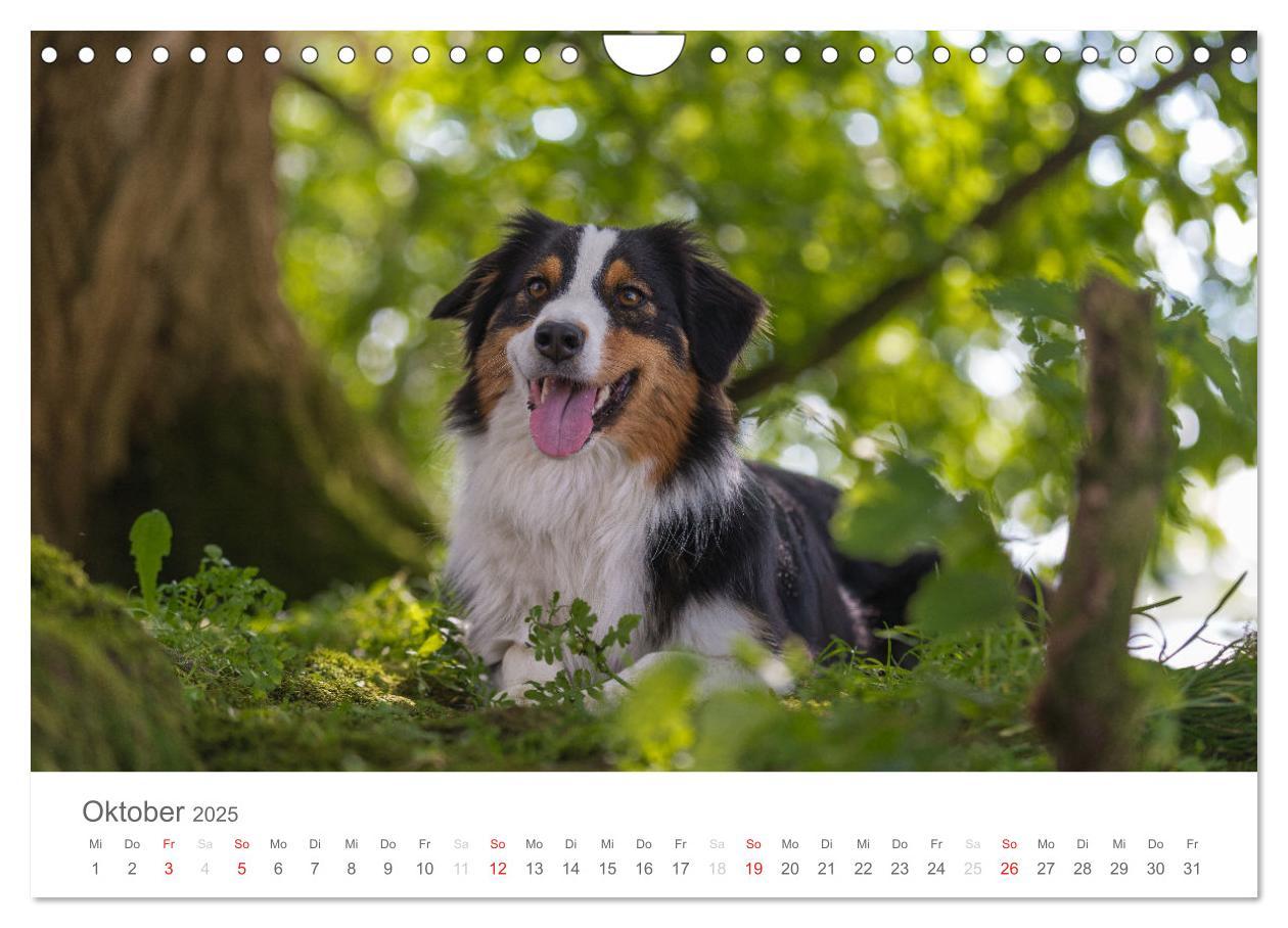 Bild: 9783435673032 | Australian Shepherd 2025 (Wandkalender 2025 DIN A4 quer), CALVENDO...