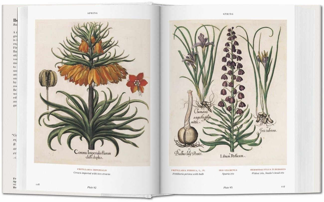 Bild: 9783836557863 | Basilius Besler. L'Herbier. Hortus Eystettensis | Littger (u. a.)